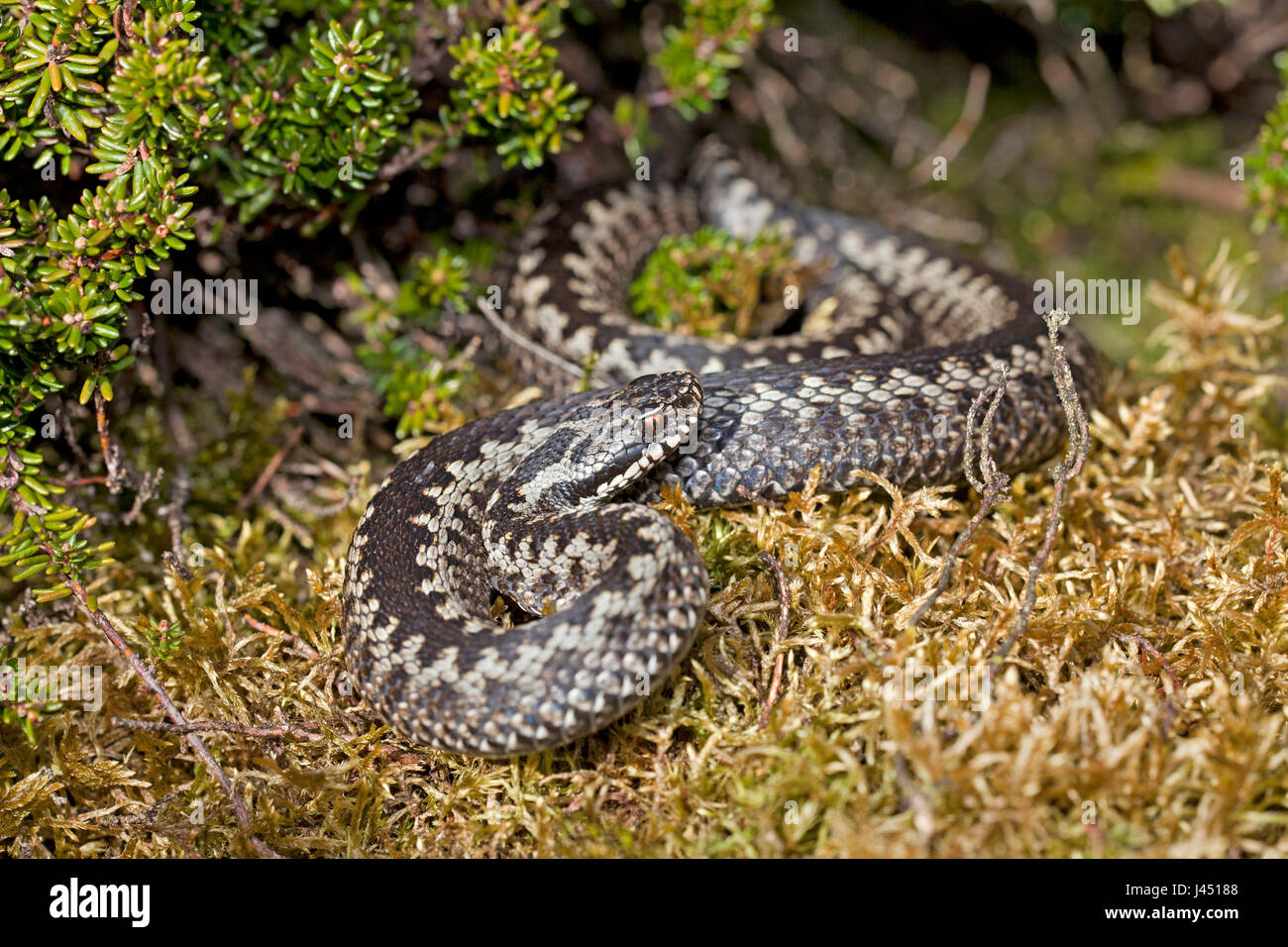 Basking maschio di vipera comune Foto Stock