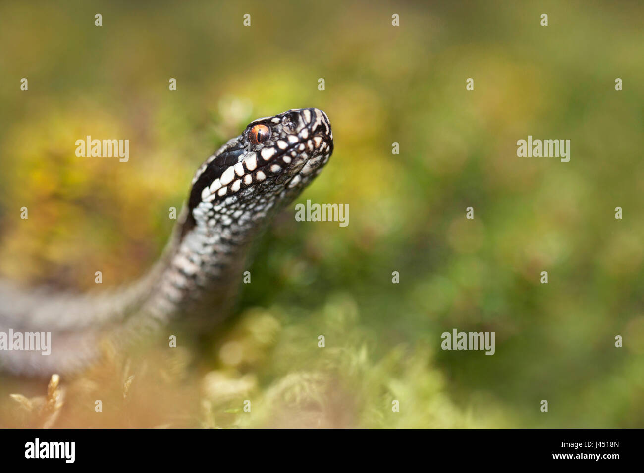 Ritratto di un maschio di vipera comune Foto Stock