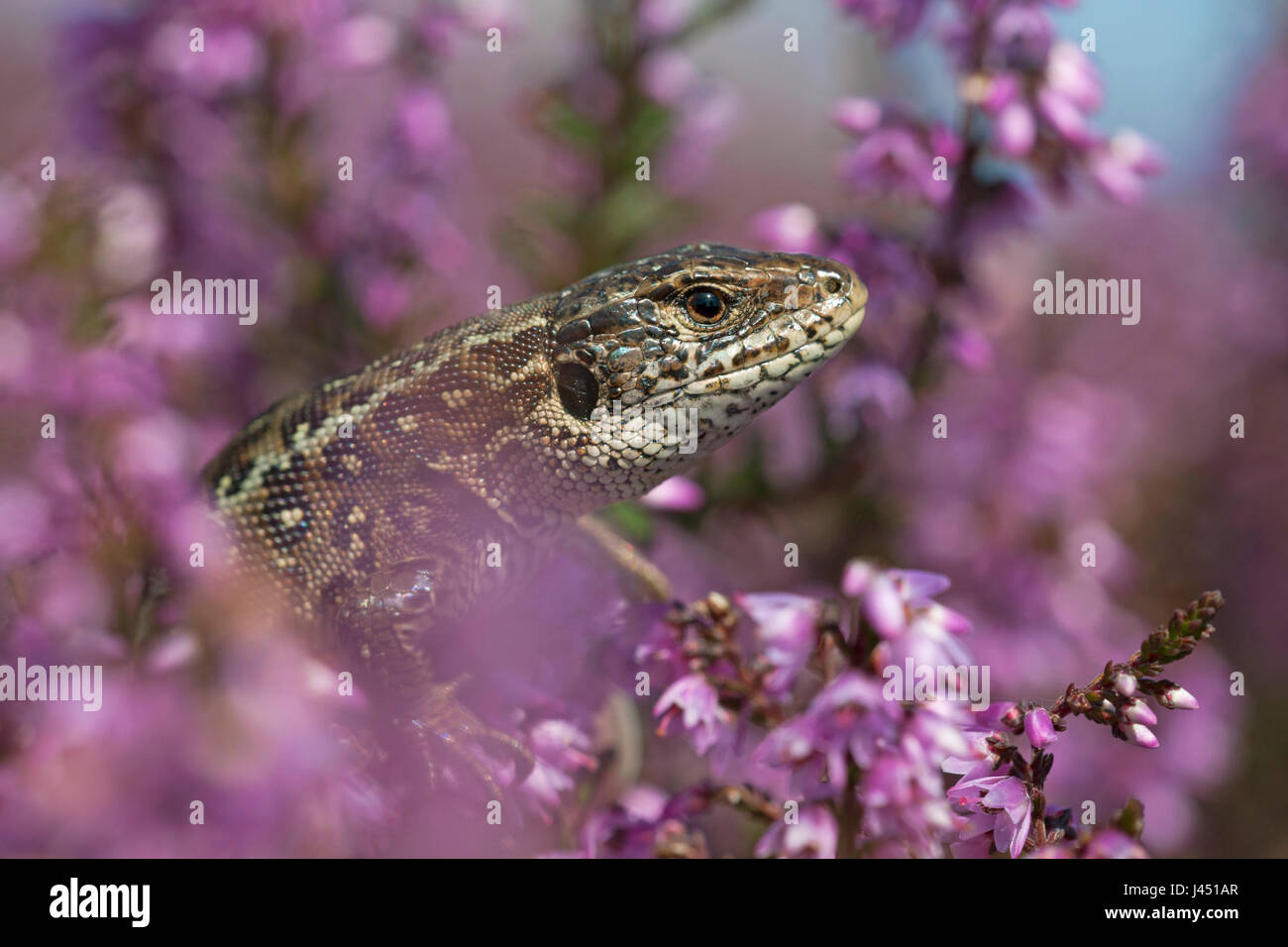 Femmina lucertola di sabbia tra viola heath Foto Stock