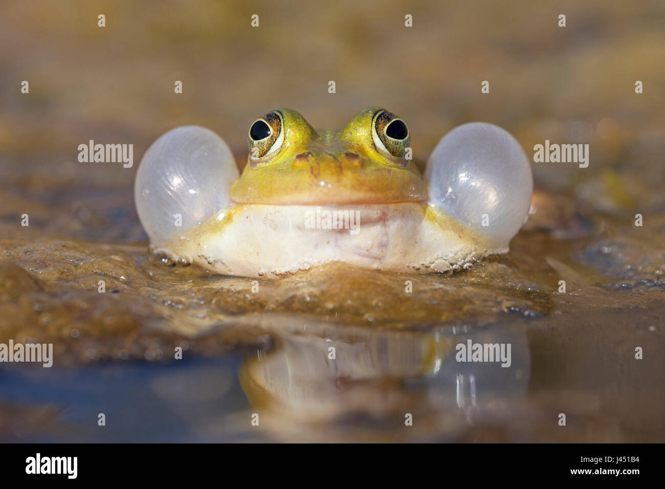 Chiamando maschio rana in piscina Foto Stock
