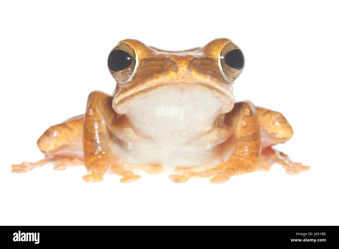 Treefrog comune (polypedates leucomystax) isolati contro uno sfondo bianco Foto Stock