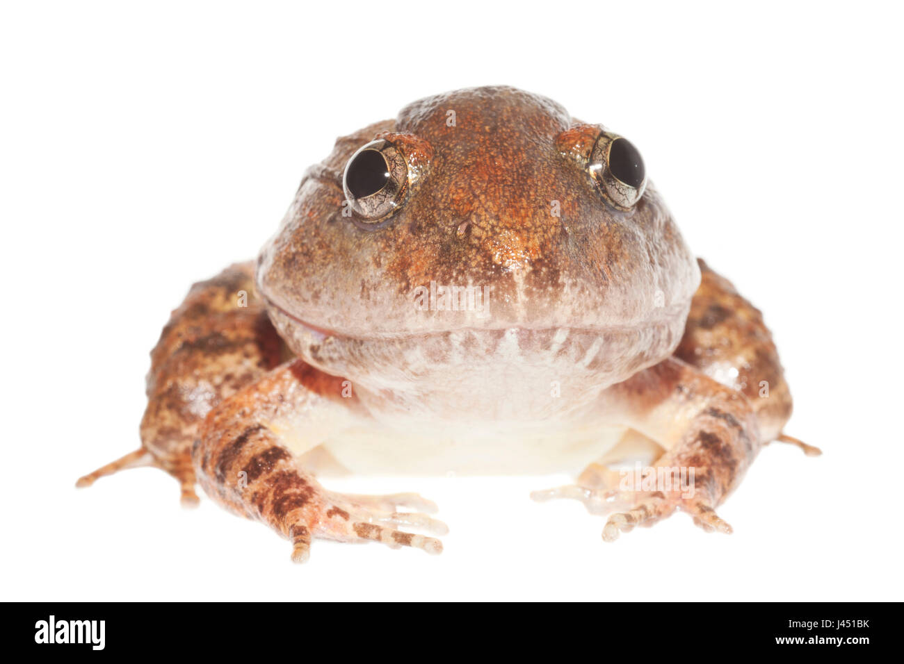 La Glydenstolpe frog isolata contro uno sfondo bianco Foto Stock
