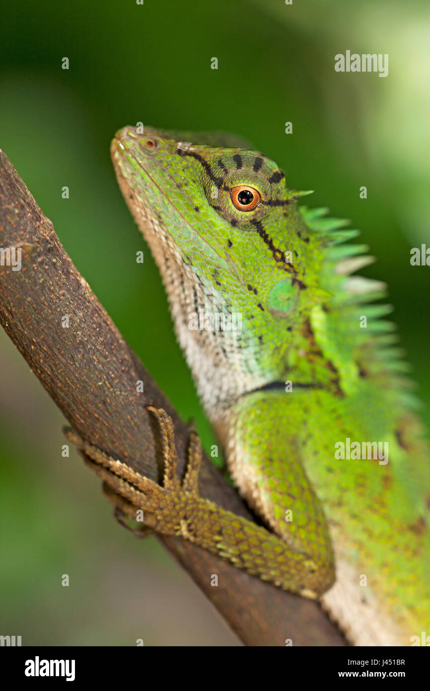 Ritratto di una foresta crested lizard Foto Stock