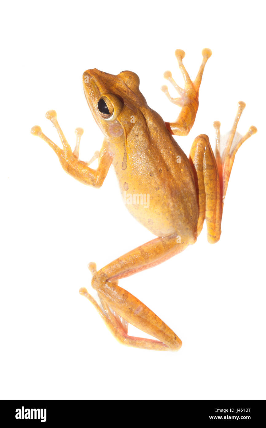Treefrog comune (polypedates leucomystax) isolati contro uno sfondo bianco Foto Stock