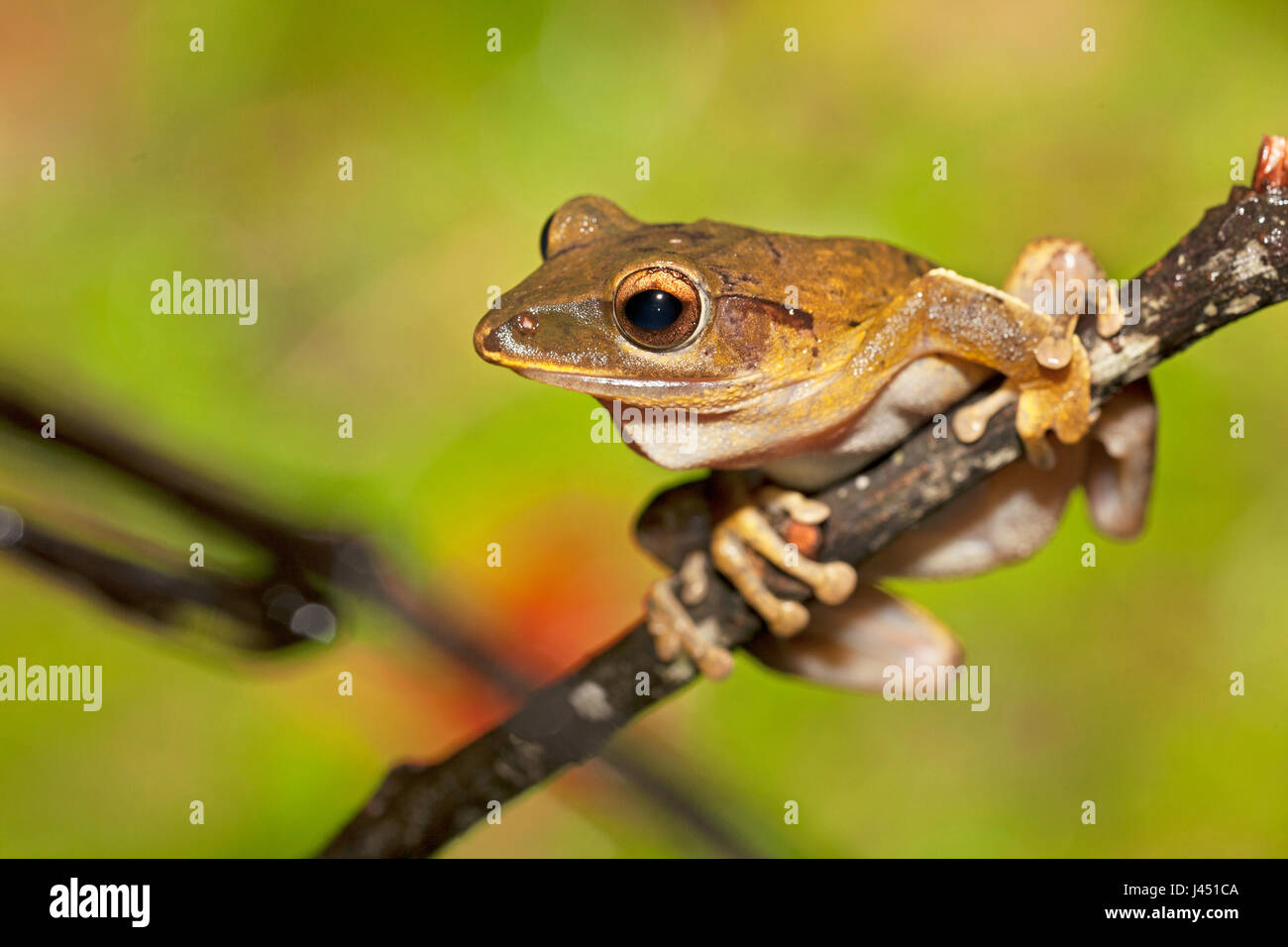 Treefrog comune sul ramoscello Foto Stock