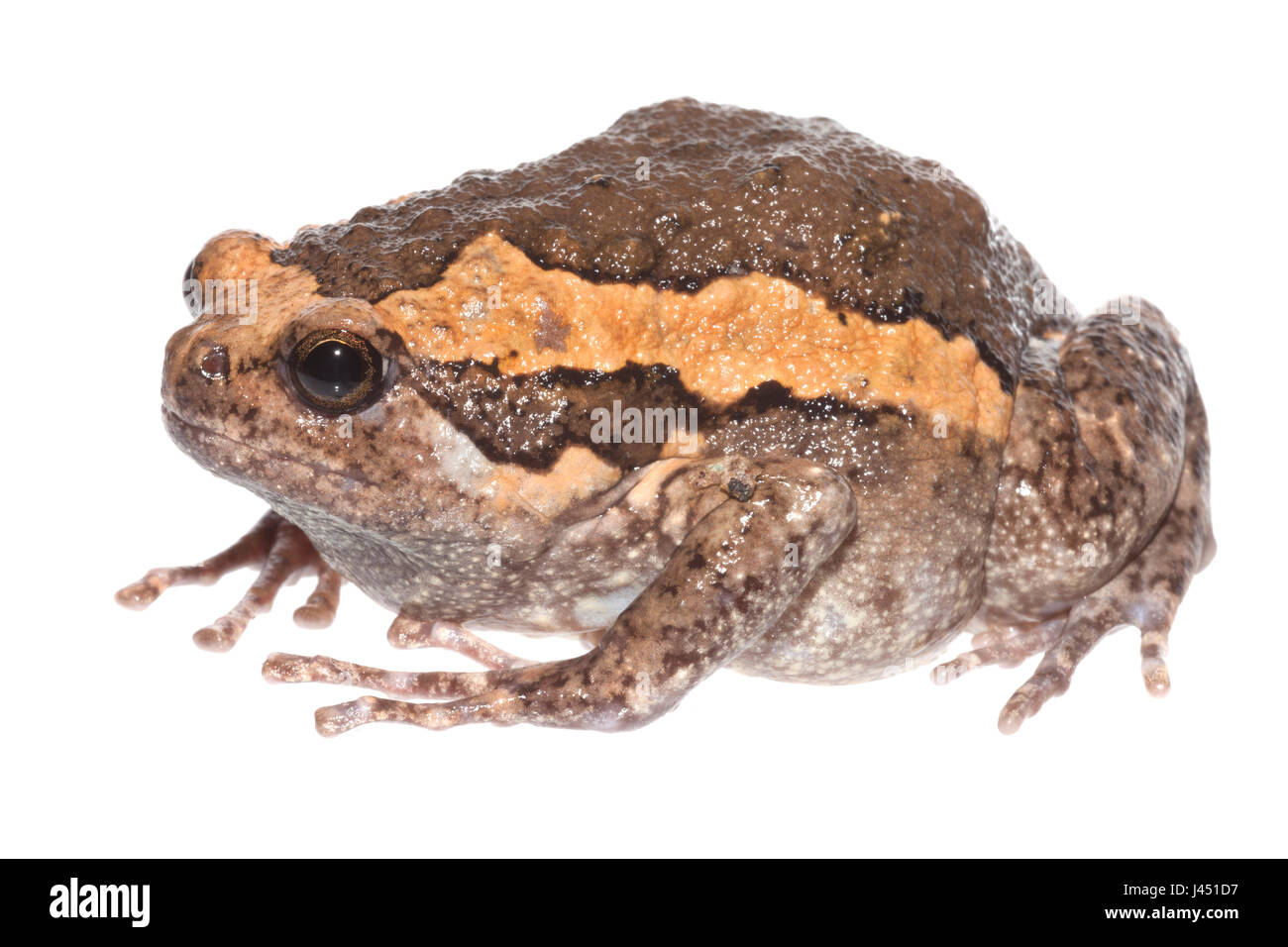 Asian Paintd Frog isolata contro uno sfondo bianco Foto Stock