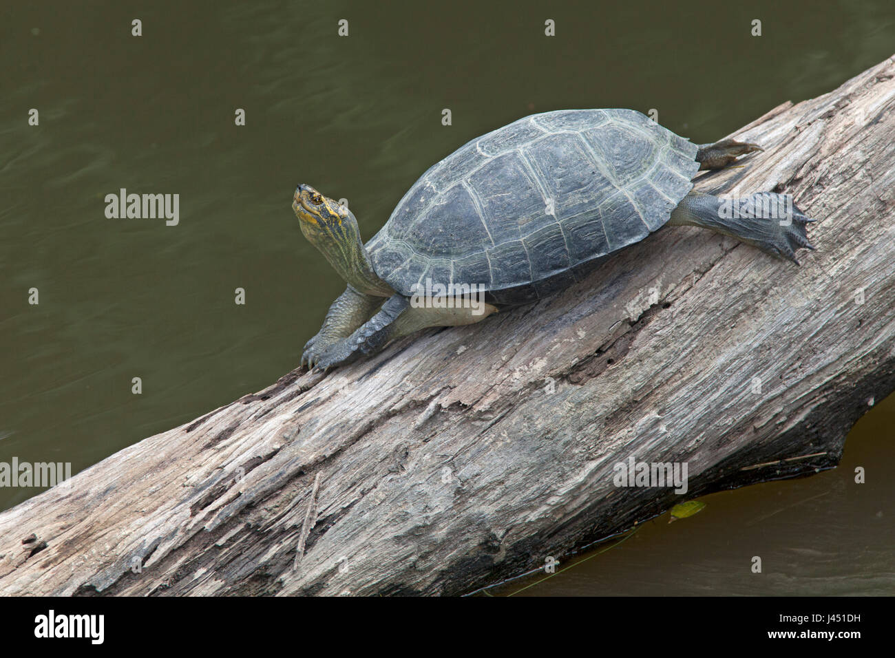 Giallo-intitolata Tempio turtle crogiolarsi su un albero sopra l'acqua Foto Stock