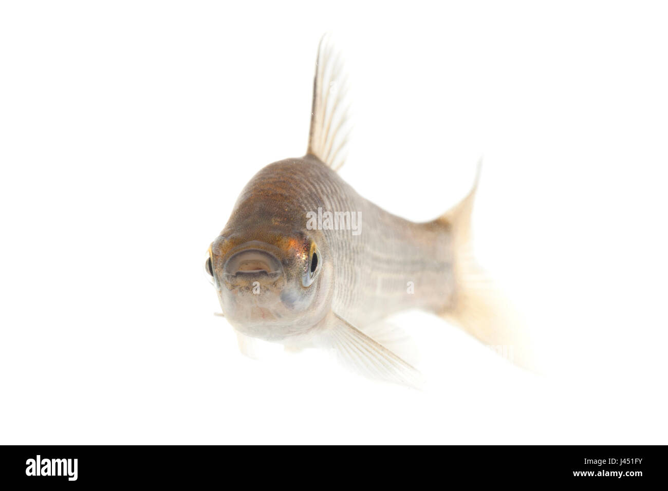 Spinotto topmouth isolato su uno sfondo bianco Foto Stock