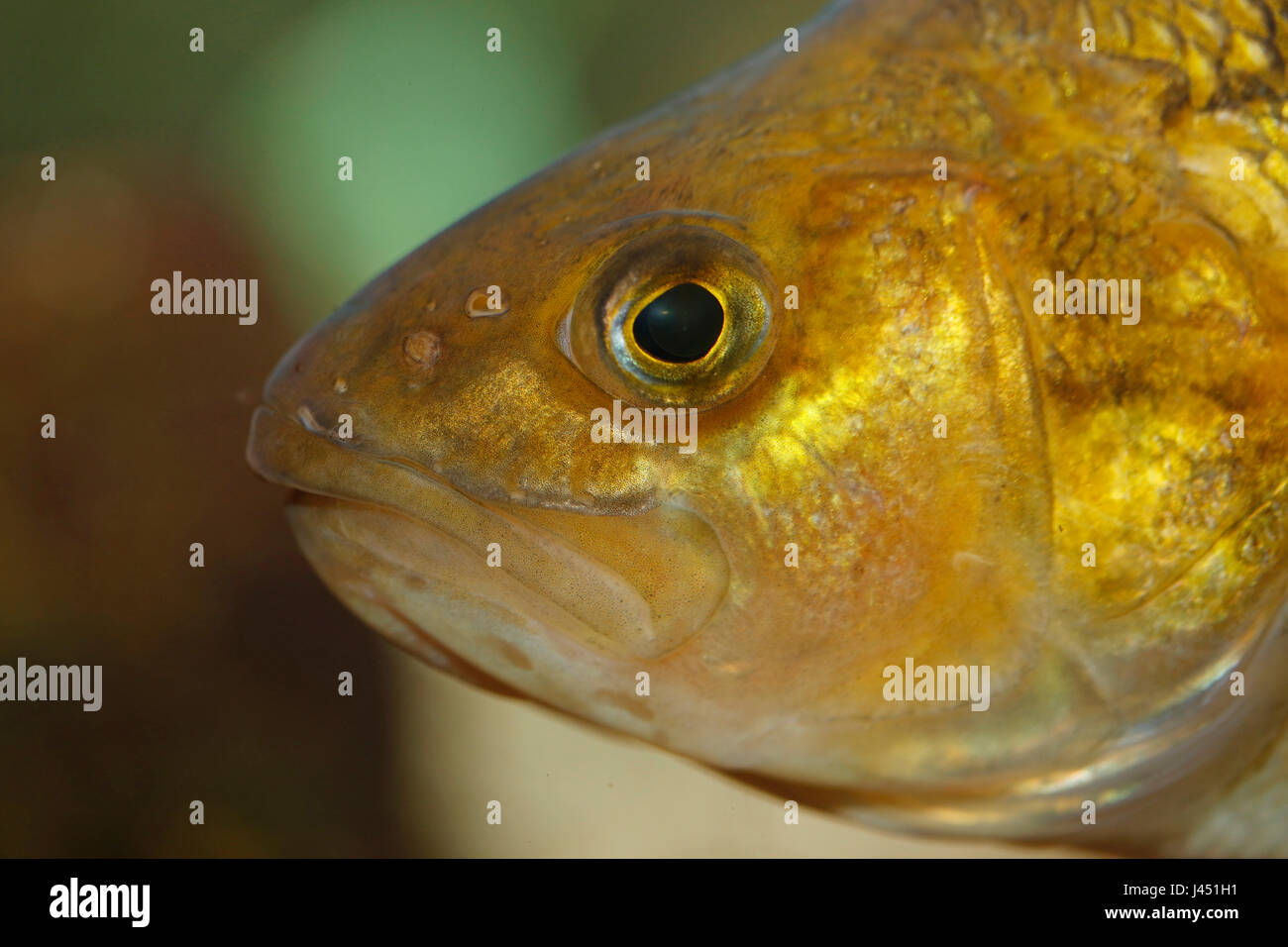 Ritratto di un adulto pesce persico Foto Stock