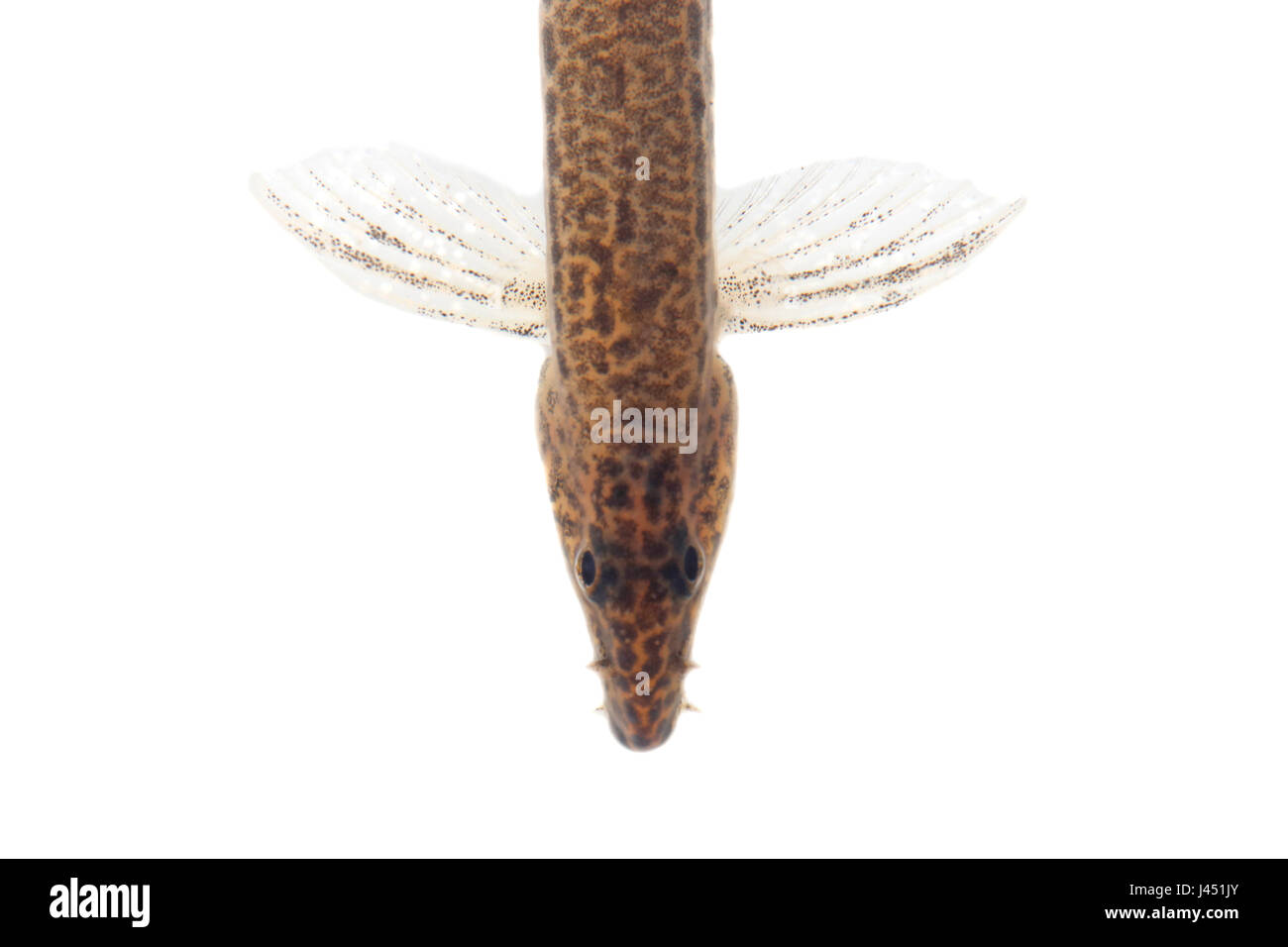 Voce maschile spined loach isolata contro uno sfondo bianco Foto Stock