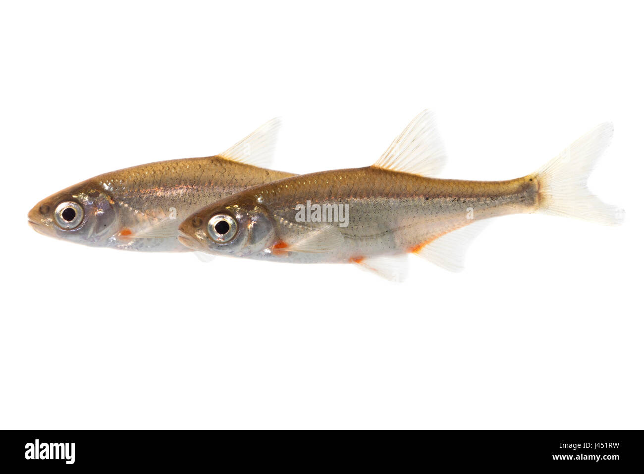 Spirlins isolato su bianco Foto Stock