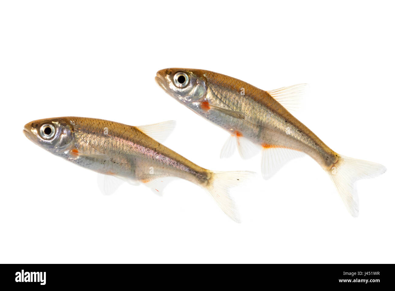 Spirlins isolato su bianco Foto Stock