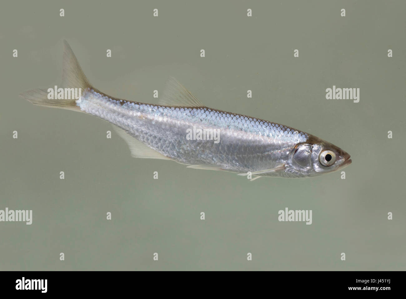 Adulto tetro nuoto Foto Stock