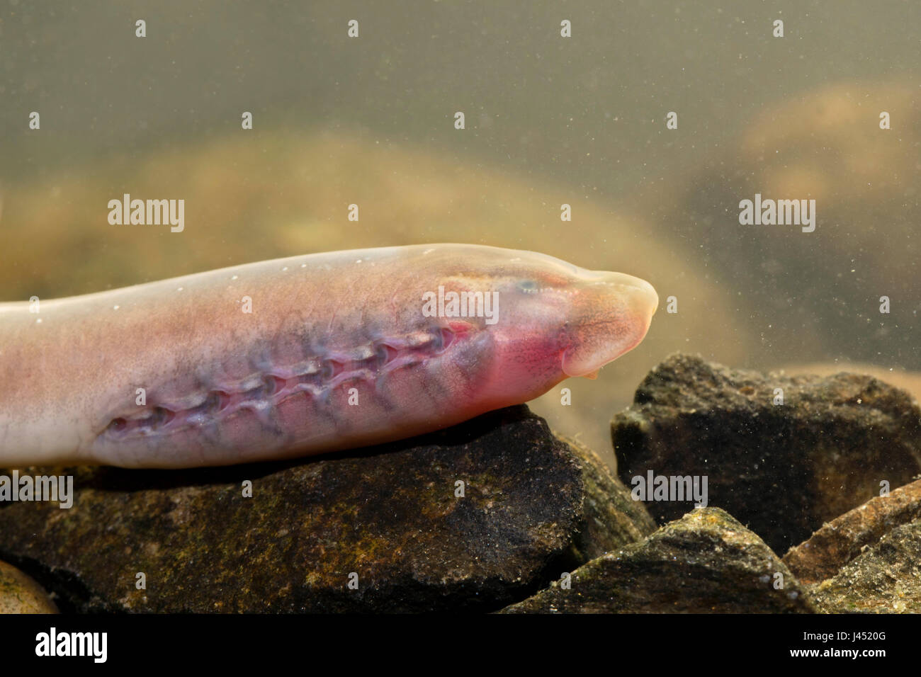 Le larve di una lampreda di mare Foto Stock