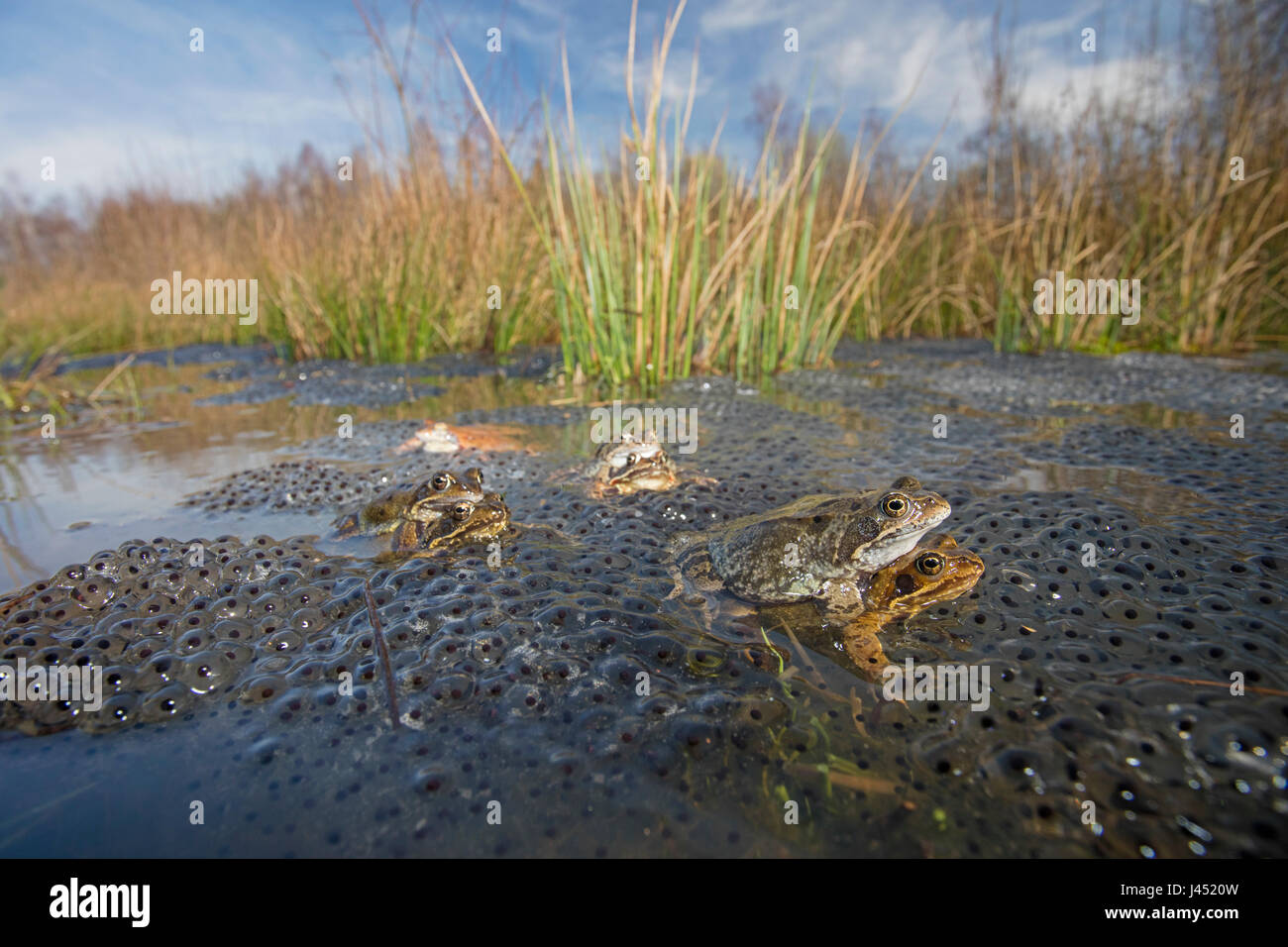 Rane comuni tra frog spawn Foto Stock