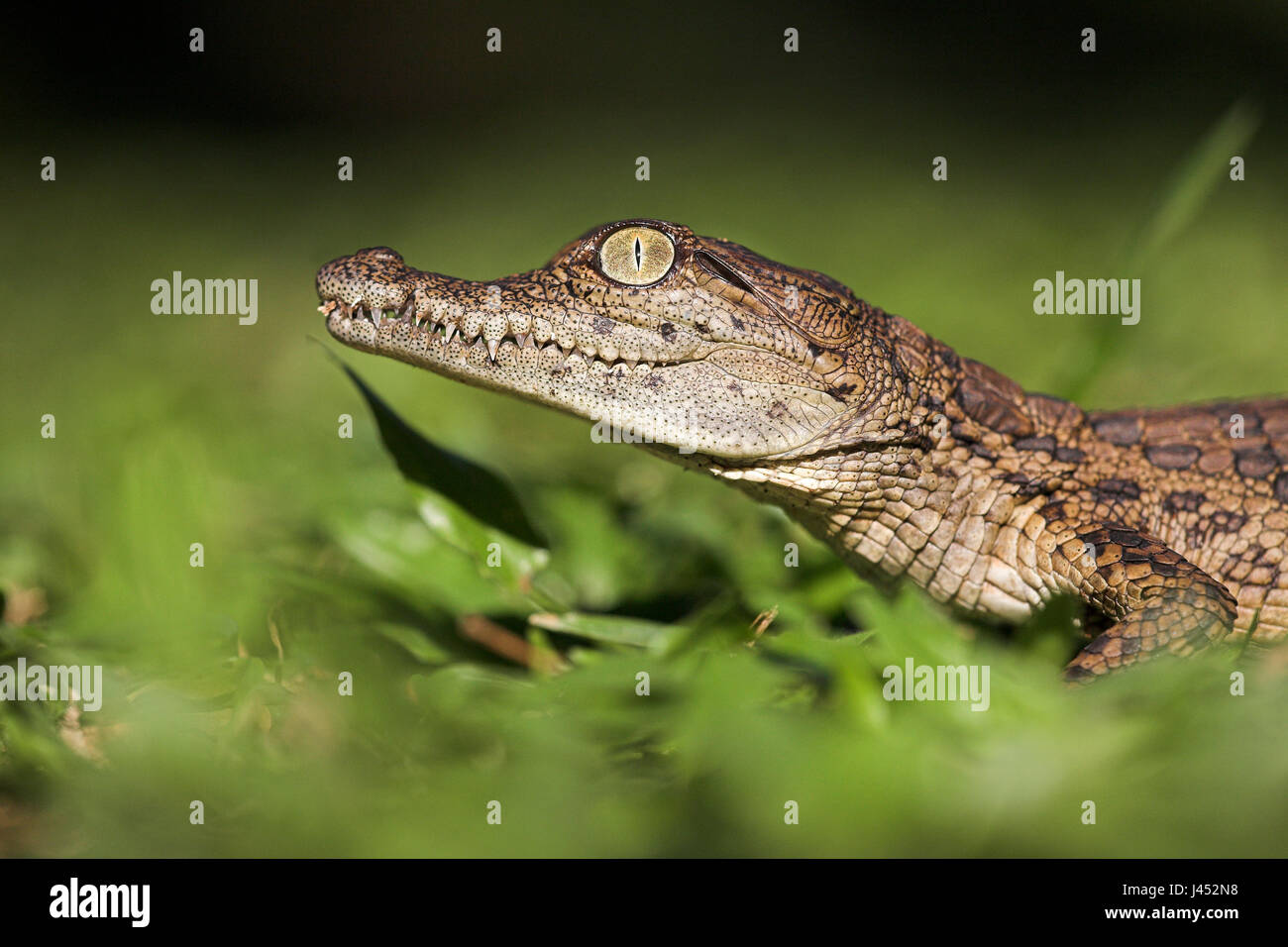 Ritratto di un coccodrillo del Nilo hatchling Foto Stock