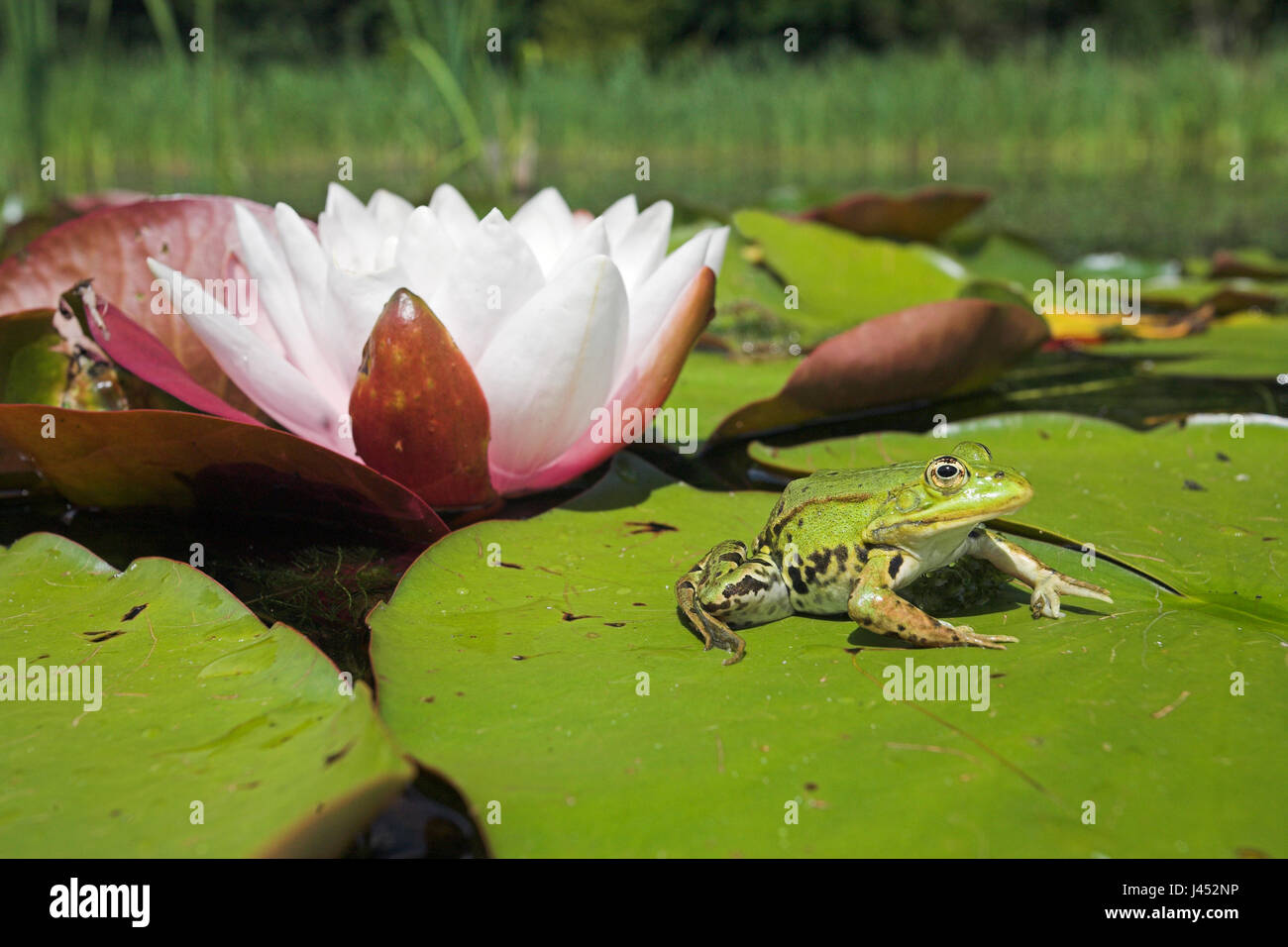 Foto di una rana verde seduto su una foglia di europeo waterlilly bianco con un fiore in background Foto Stock