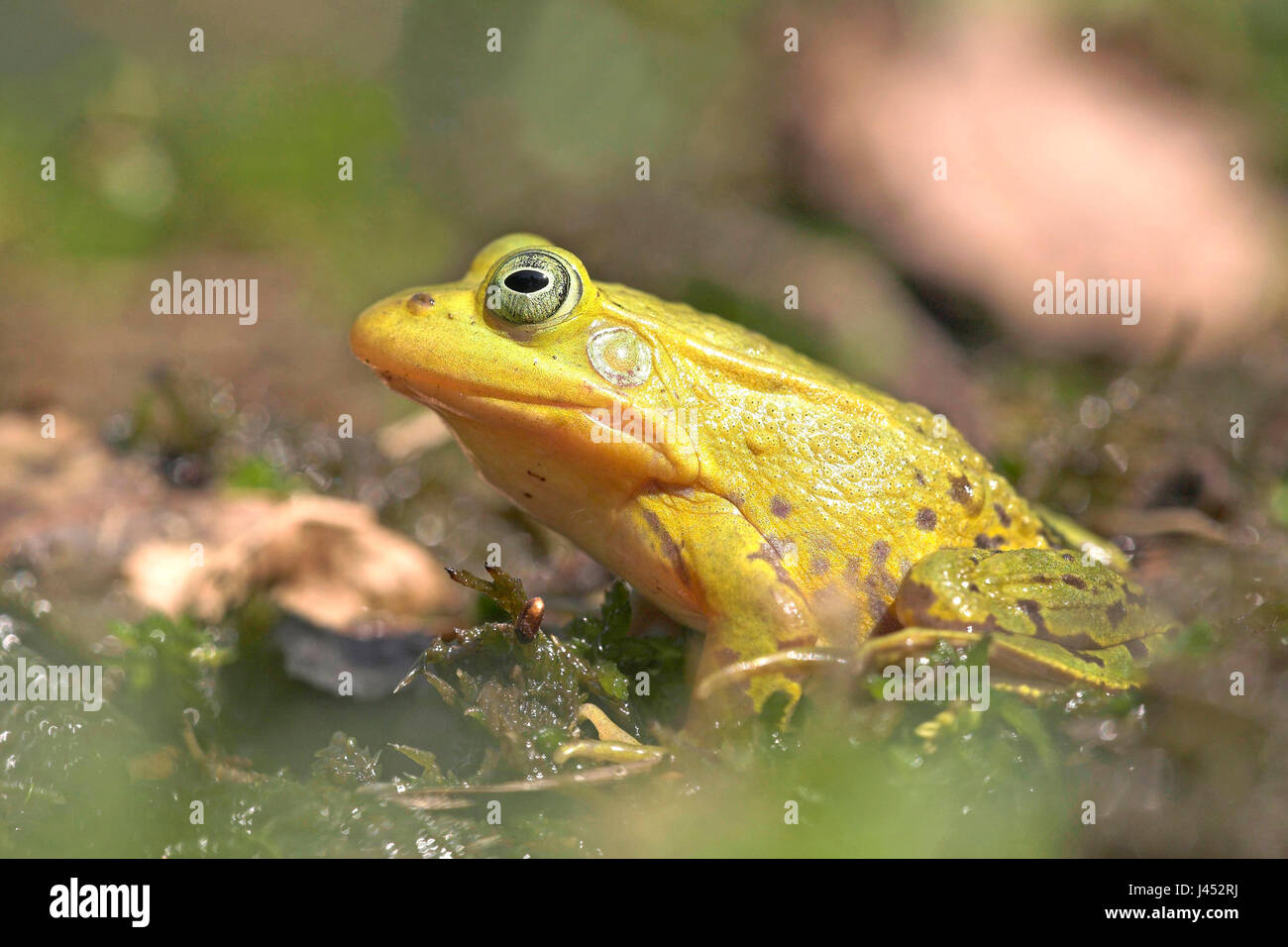 Foto di un colore verde brillante maschio rana in piscina durante la stagione di riproduzione Foto Stock