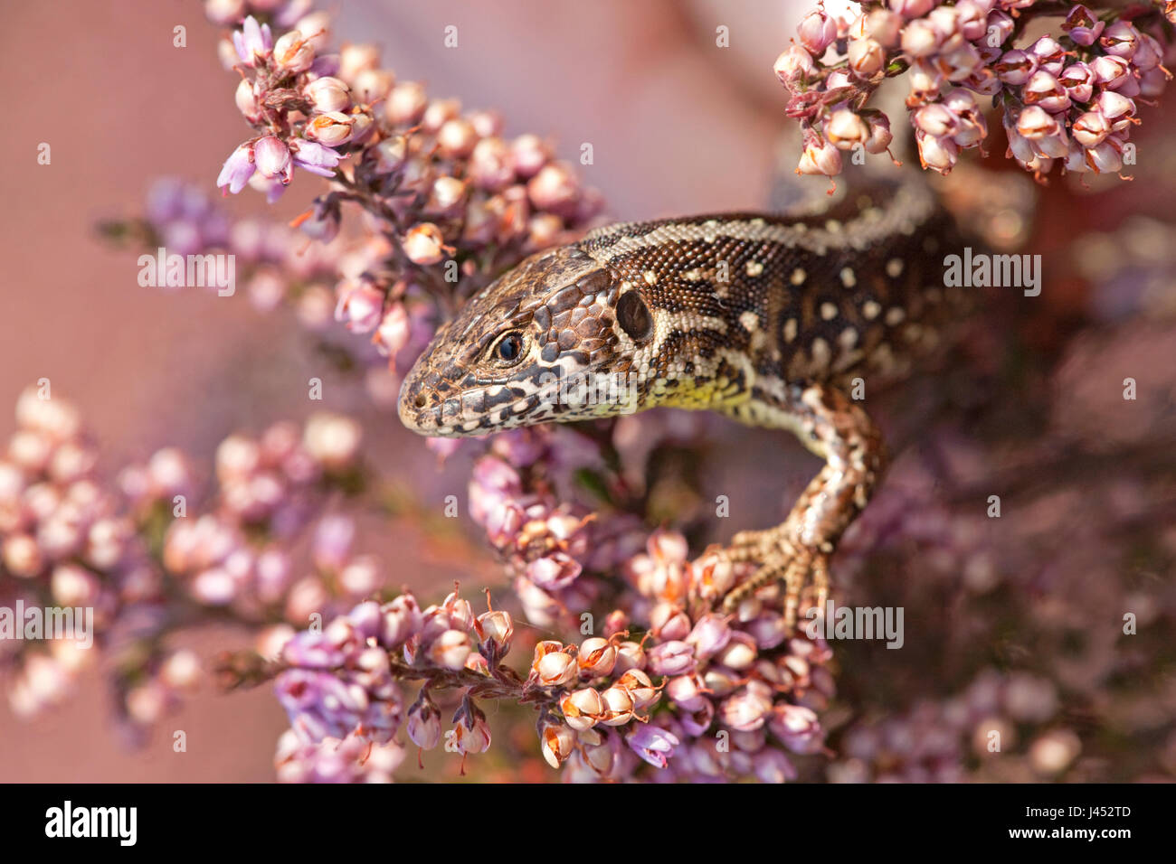 Foto di una lucertola di sabbia tra i fili rosa heather Foto Stock