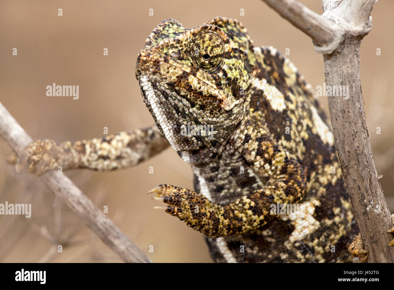 Ritratto di un camaleonte Foto Stock