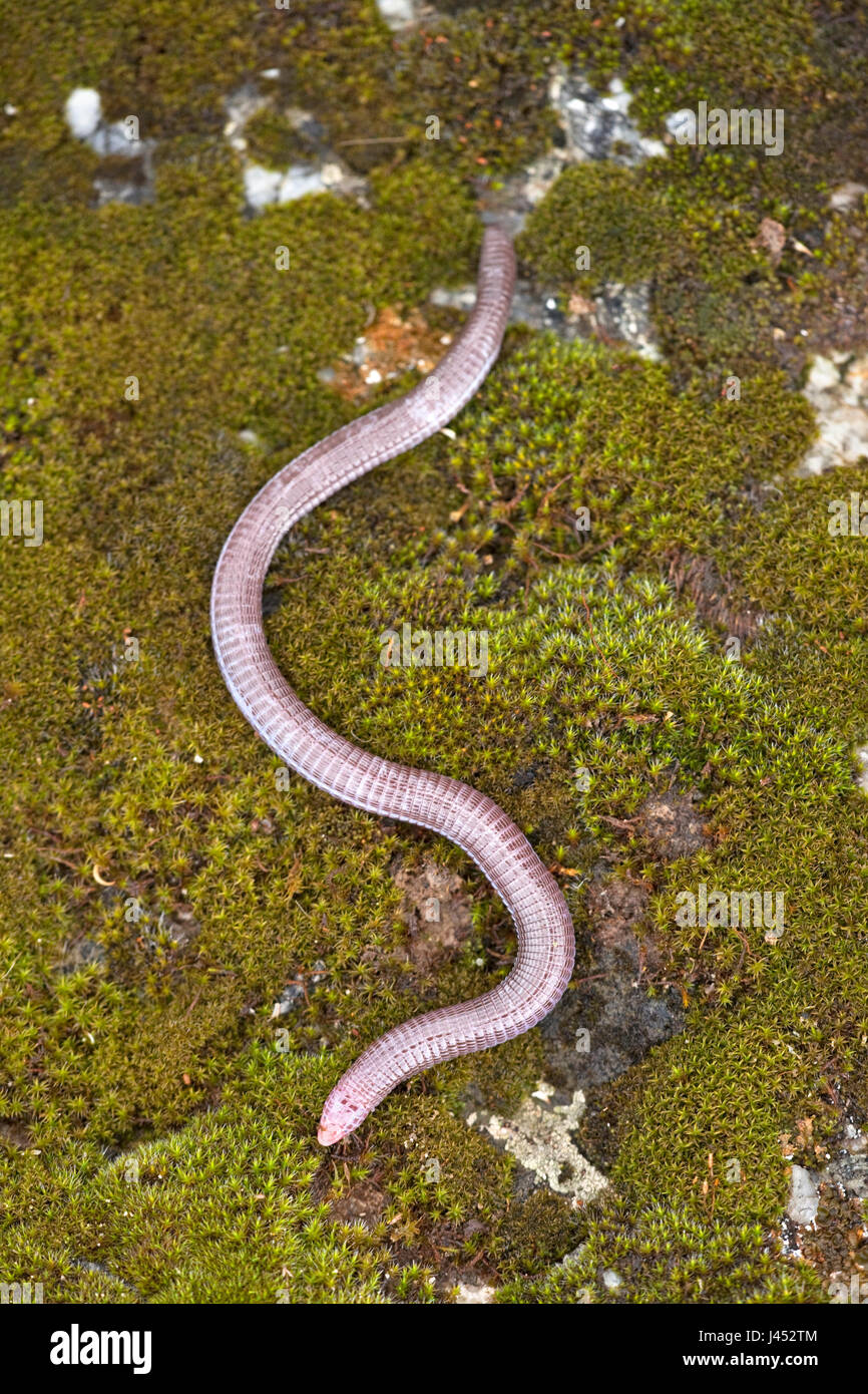 Foto di un worm anatolica lizard su una roccia con licheni Foto Stock