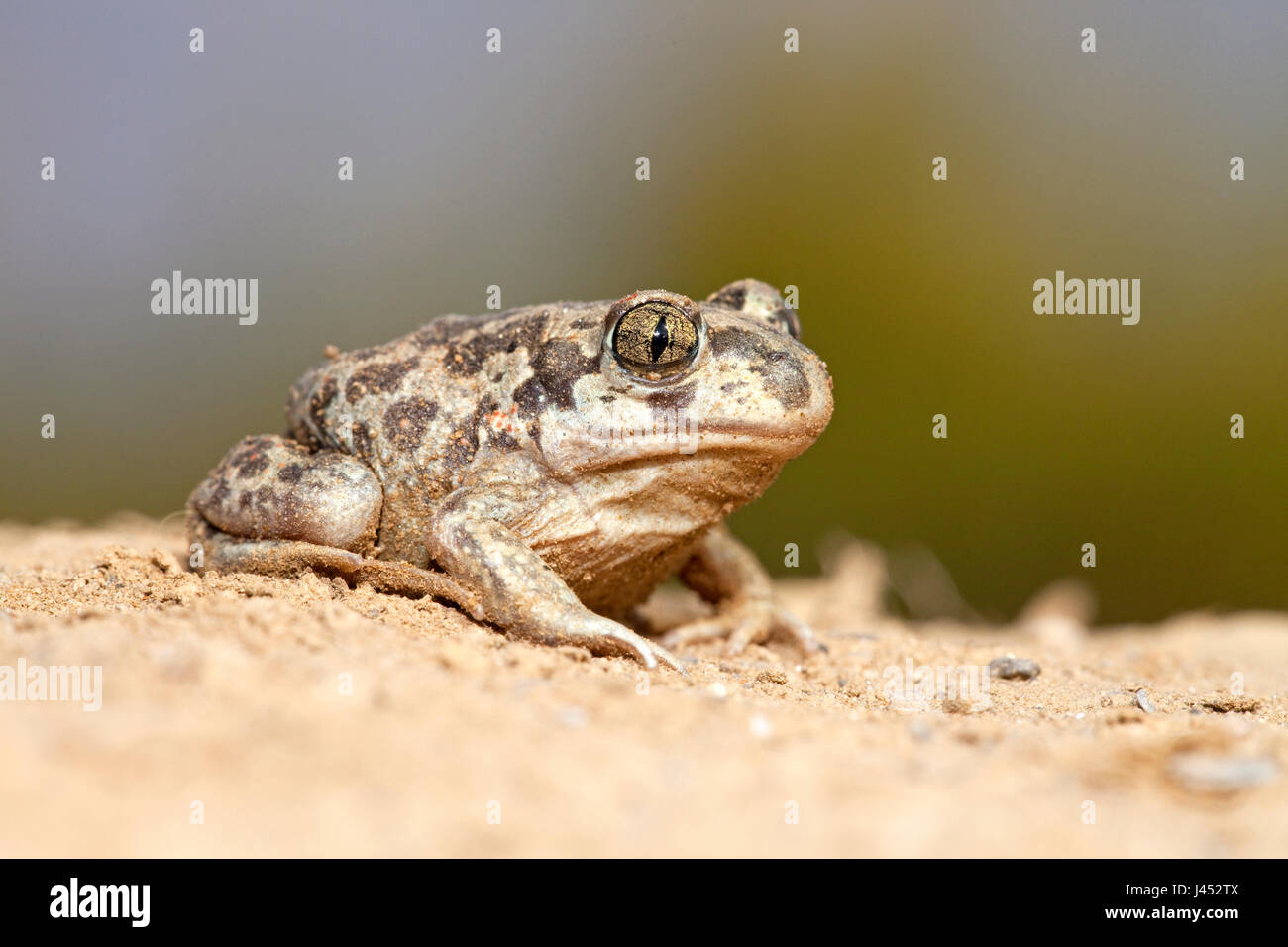 Foto van een juveniele Syrische knofloopad op Zand met een tegen een zachte groene achtergrond; foto di un bambino Eastern spadefoot toad sulla sabbia contro un morbido sfondo verde; Foto Stock