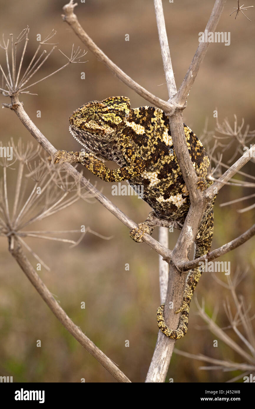 Foto verticale di un camaleonte nella vegetazione Foto Stock