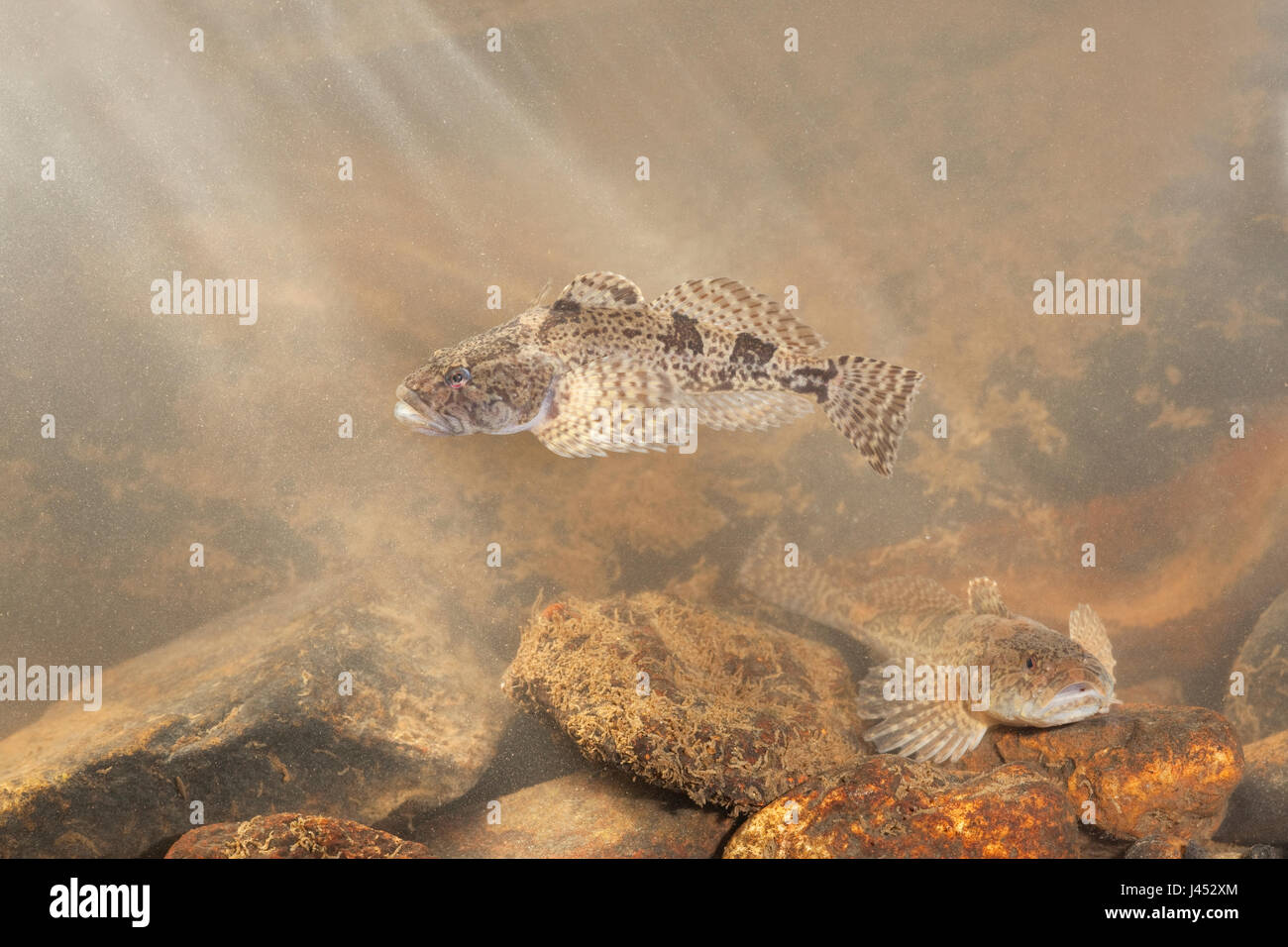 Foto di due bullheads su uno sperone botom Foto Stock