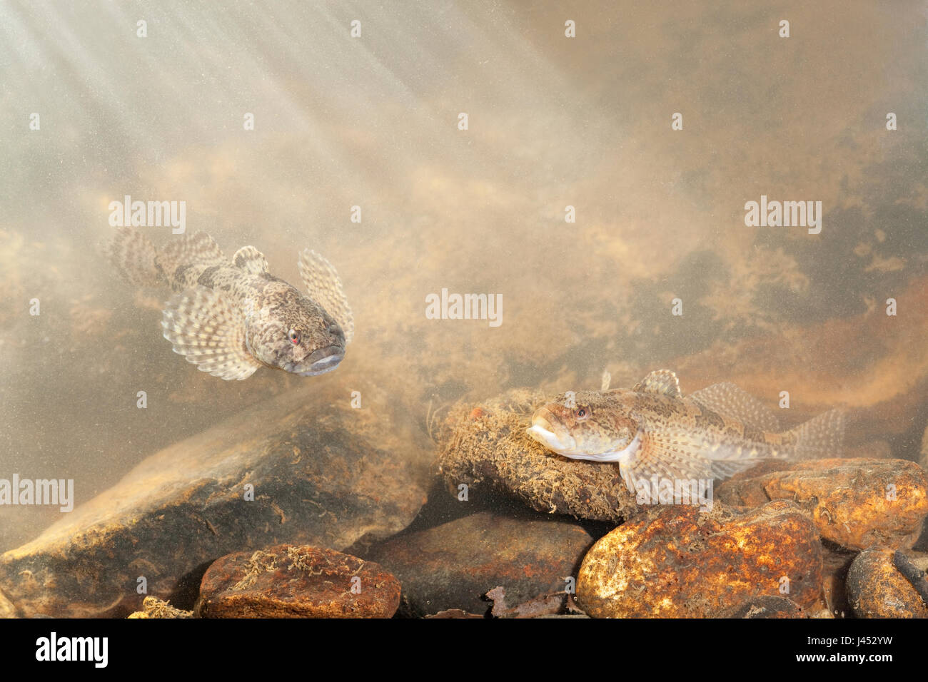 Foto di due bullheads su uno sperone botom Foto Stock