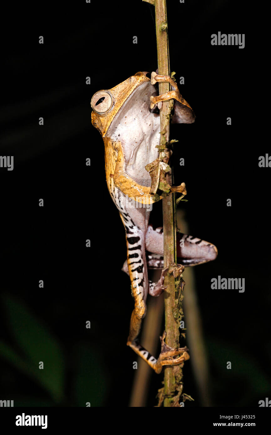 Foto van een boomkikker; foto di un file-eared raganella; Foto Stock