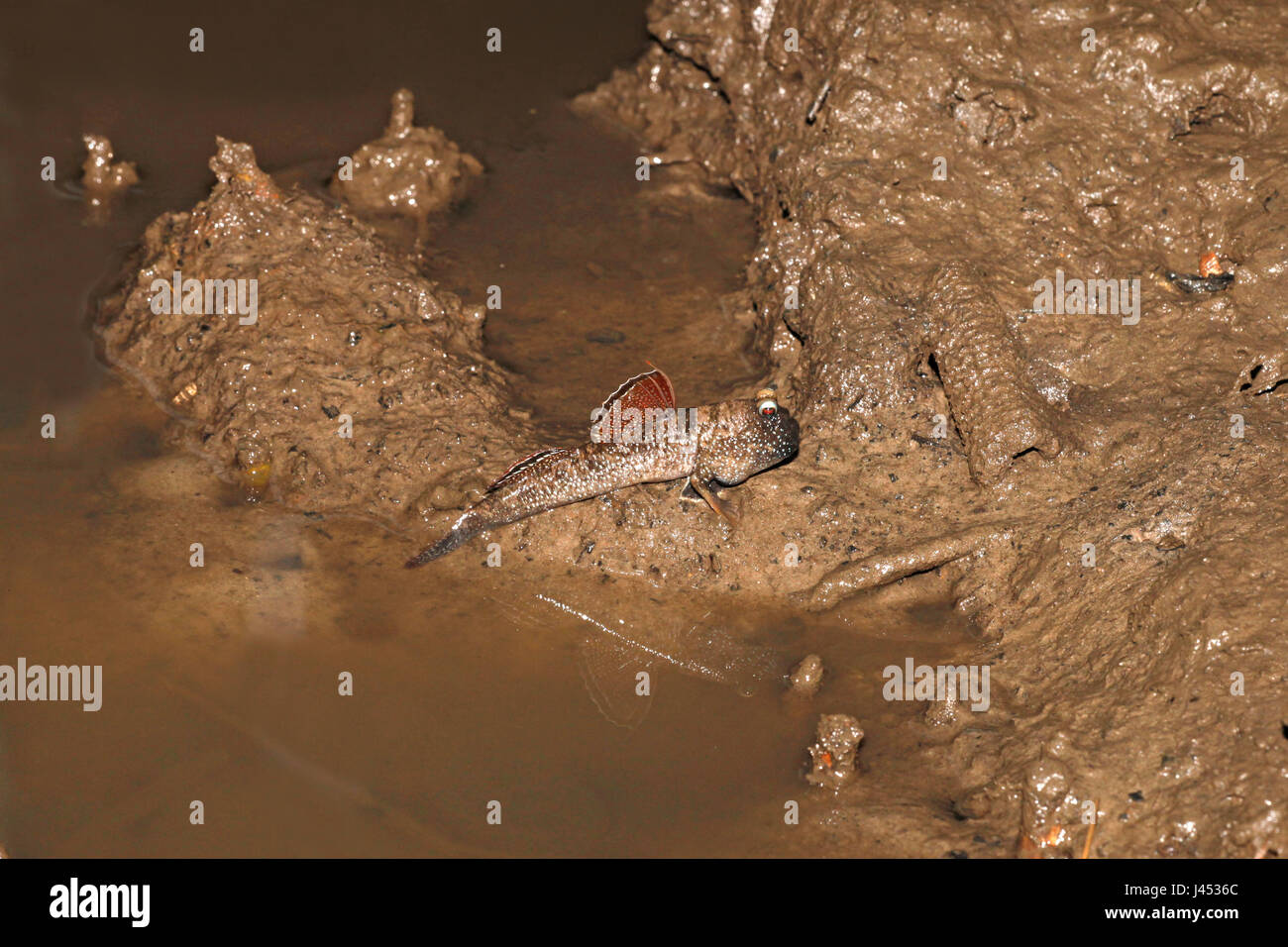 Foto van een slijkspringer, een bijzondere vis morire in brakke getijden leeft gebieden en op terra voedsel zoekt en zich daarbij voortbeweegt op zijn borstvinnen; foto di un mudskipper, un pesce eccezionale che cammina sulla terra per cercare cibo utilizzando le sue alette anteriori; Foto Stock