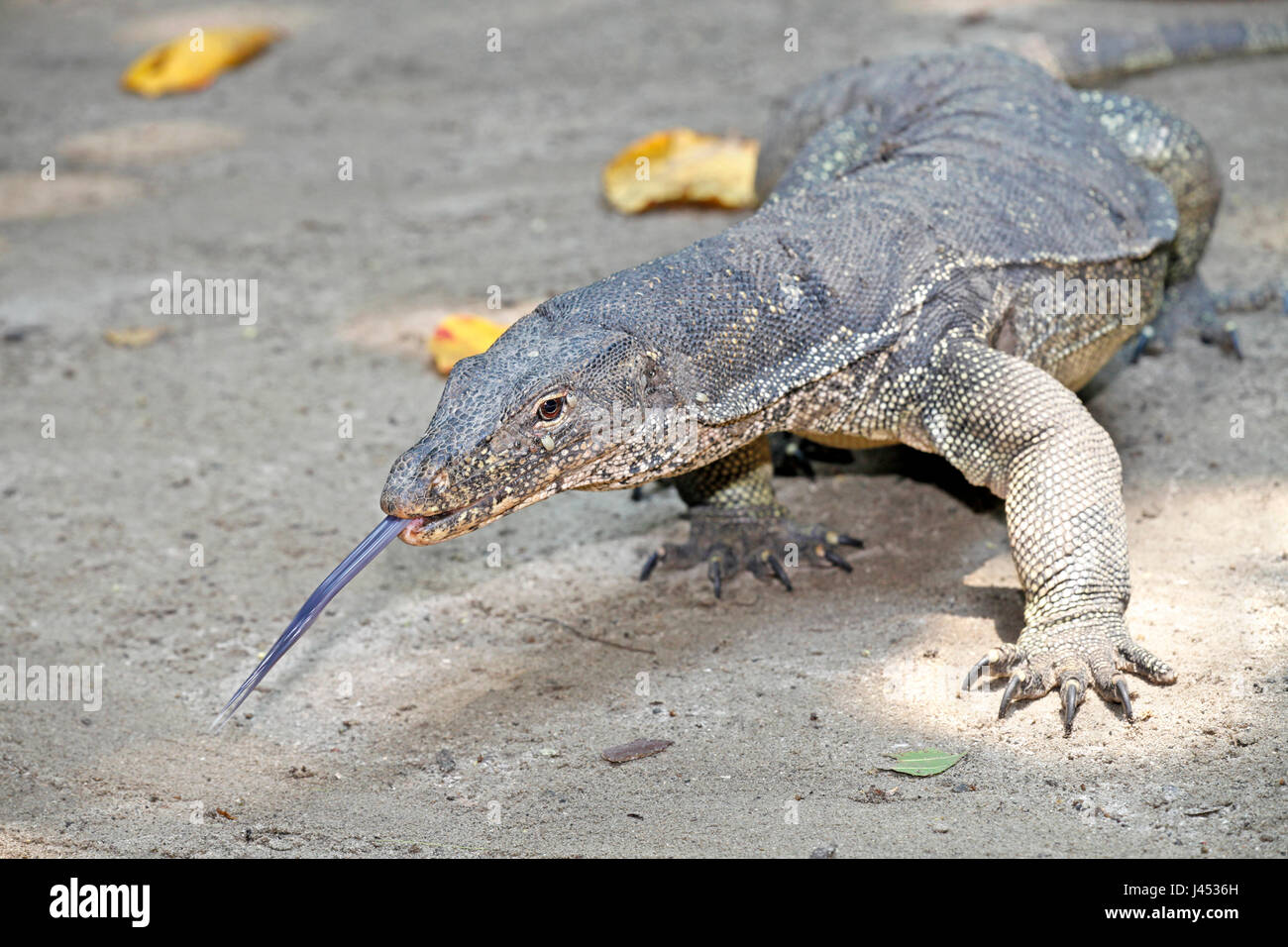 Foto di un monitor acqua, una delle più grandi specie di lucertole sulla terra Foto Stock