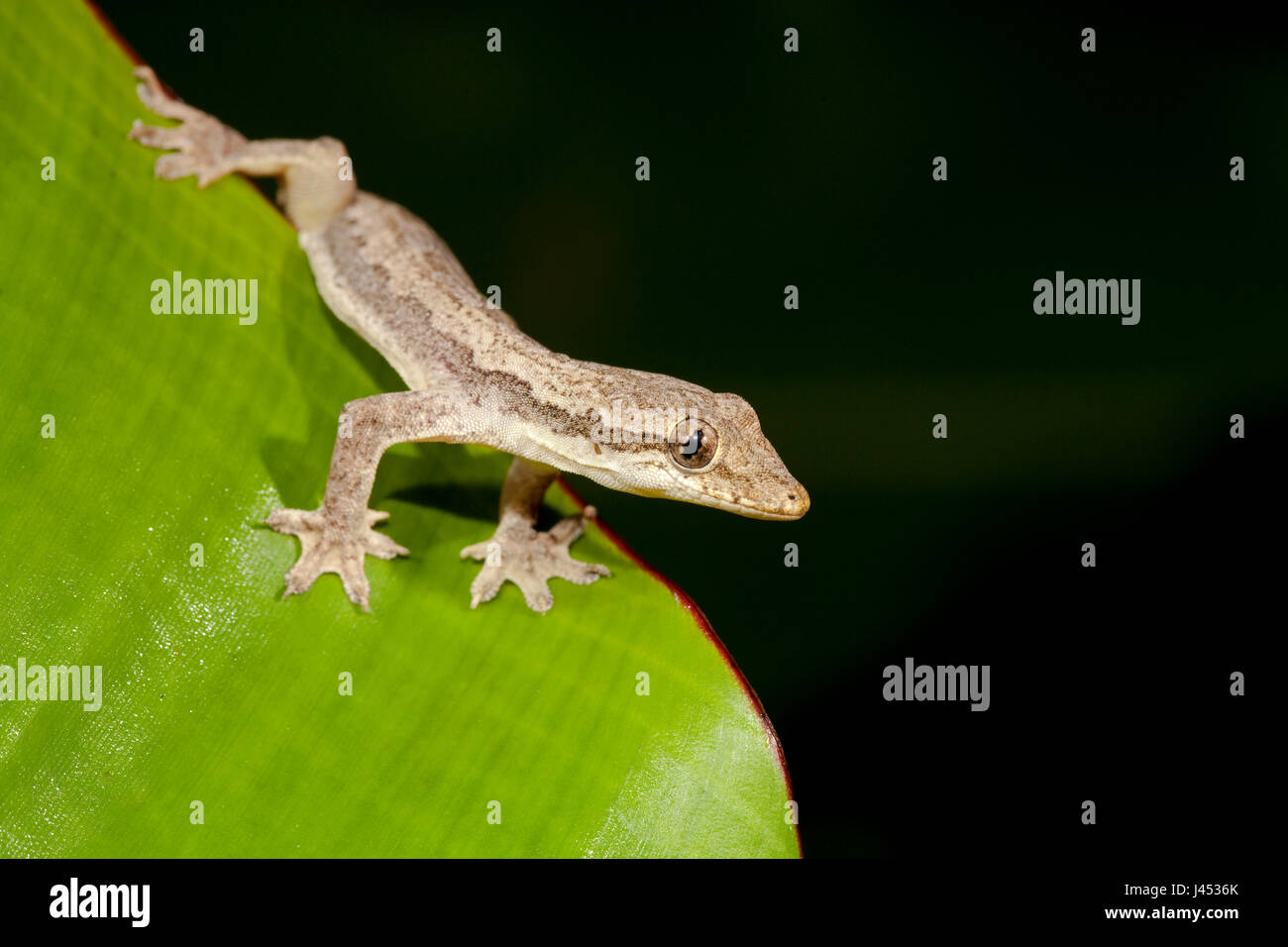 Foto di un Frilly house gecko su una foglia verde Foto Stock