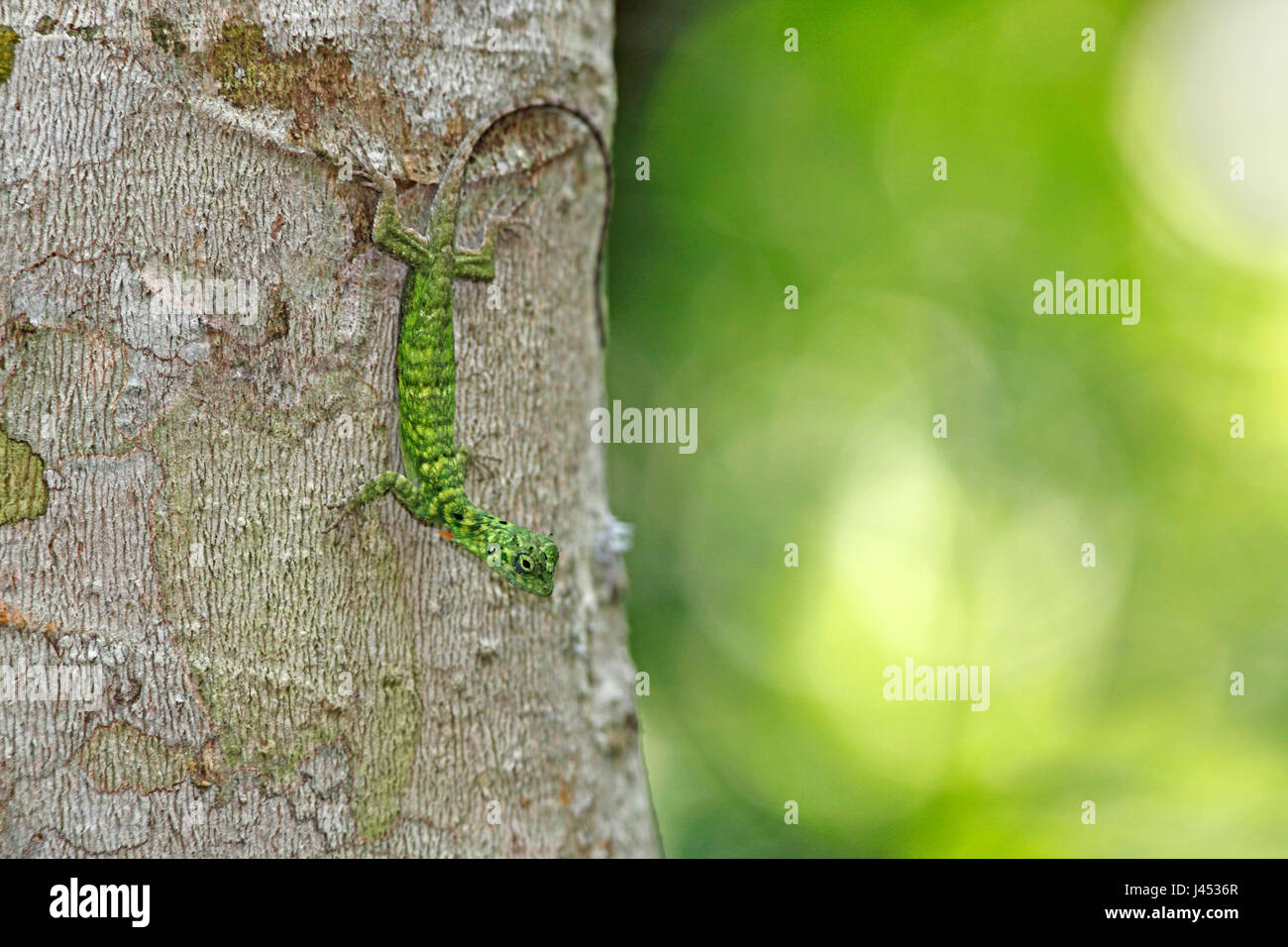 Foto di un cornuto Flying Lizard su un albero con uno sfondo verde Foto Stock