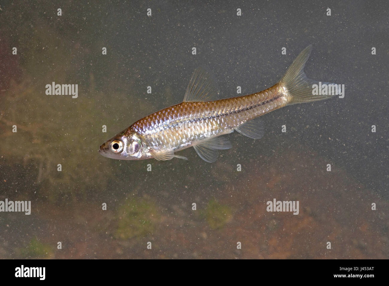 Foto di un nuoto Topmouth spinotto Foto Stock
