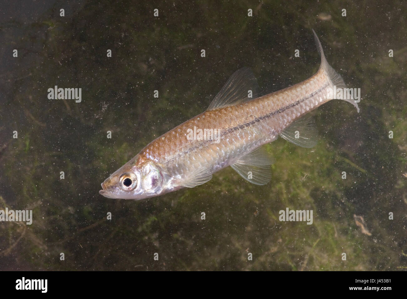 Foto di un nuoto Topmouth spinotto Foto Stock