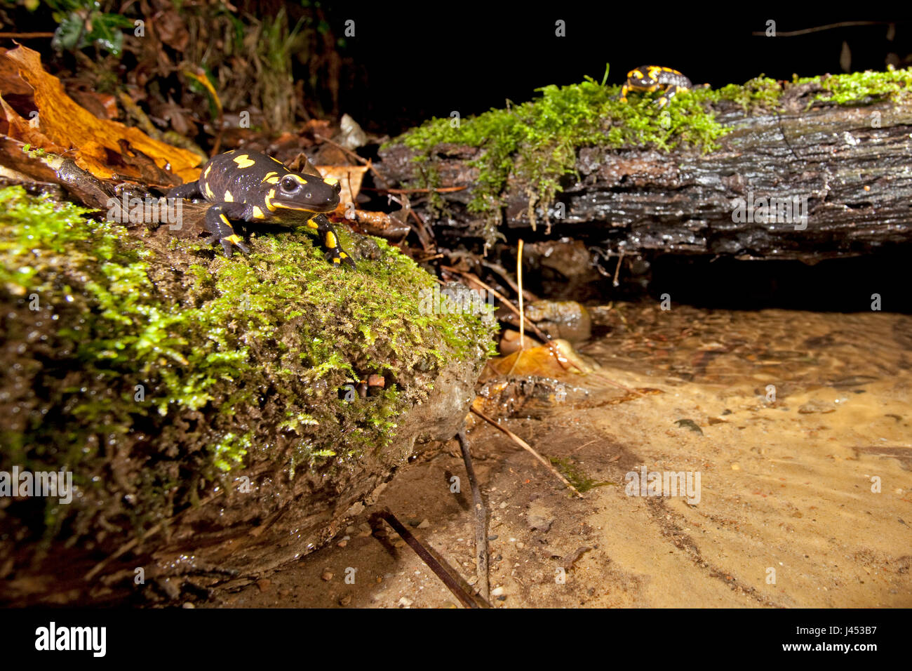 Panoramica di due firesalamanders nel loro ambiente lungo un flusso Foto Stock
