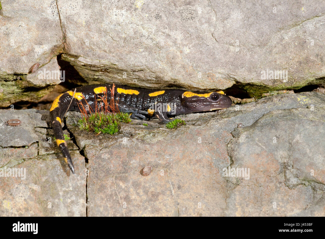 Foto di un firesalamander nascosto tra le crepe in un muro di pietra Foto Stock