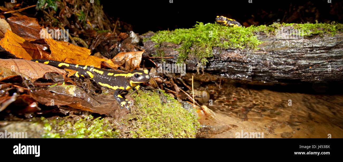 Panoramica di due firesalamanders nel loro ambiente lungo un flusso Foto Stock