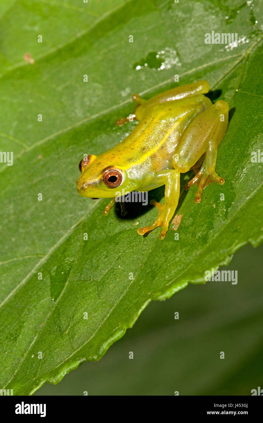 Foto di un argus rana a lamelle su una foglia verde Foto Stock