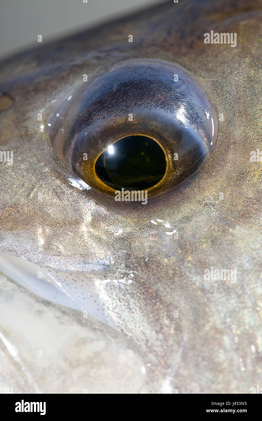Foto macro dell'occhio di un pesce persico Foto Stock