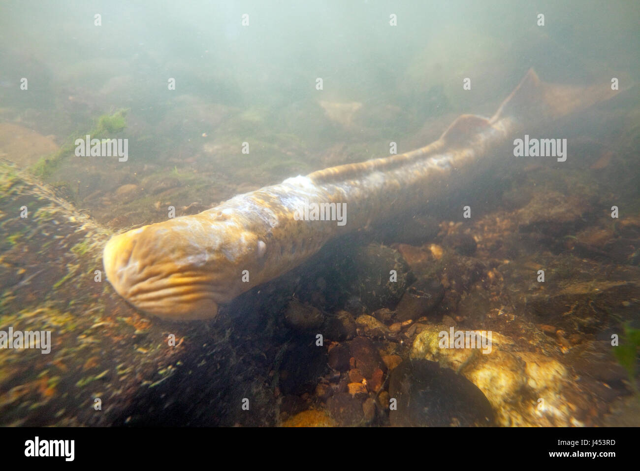 Foto di un adulto di lampreda di mare sul fondo del fiume sulle zone di riproduzione Foto Stock