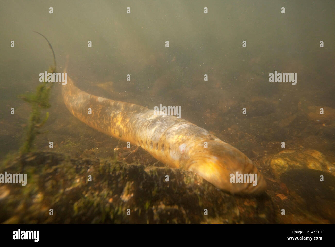 Foto di un adulto di lampreda di mare sul fondo del fiume sulle zone di riproduzione Foto Stock