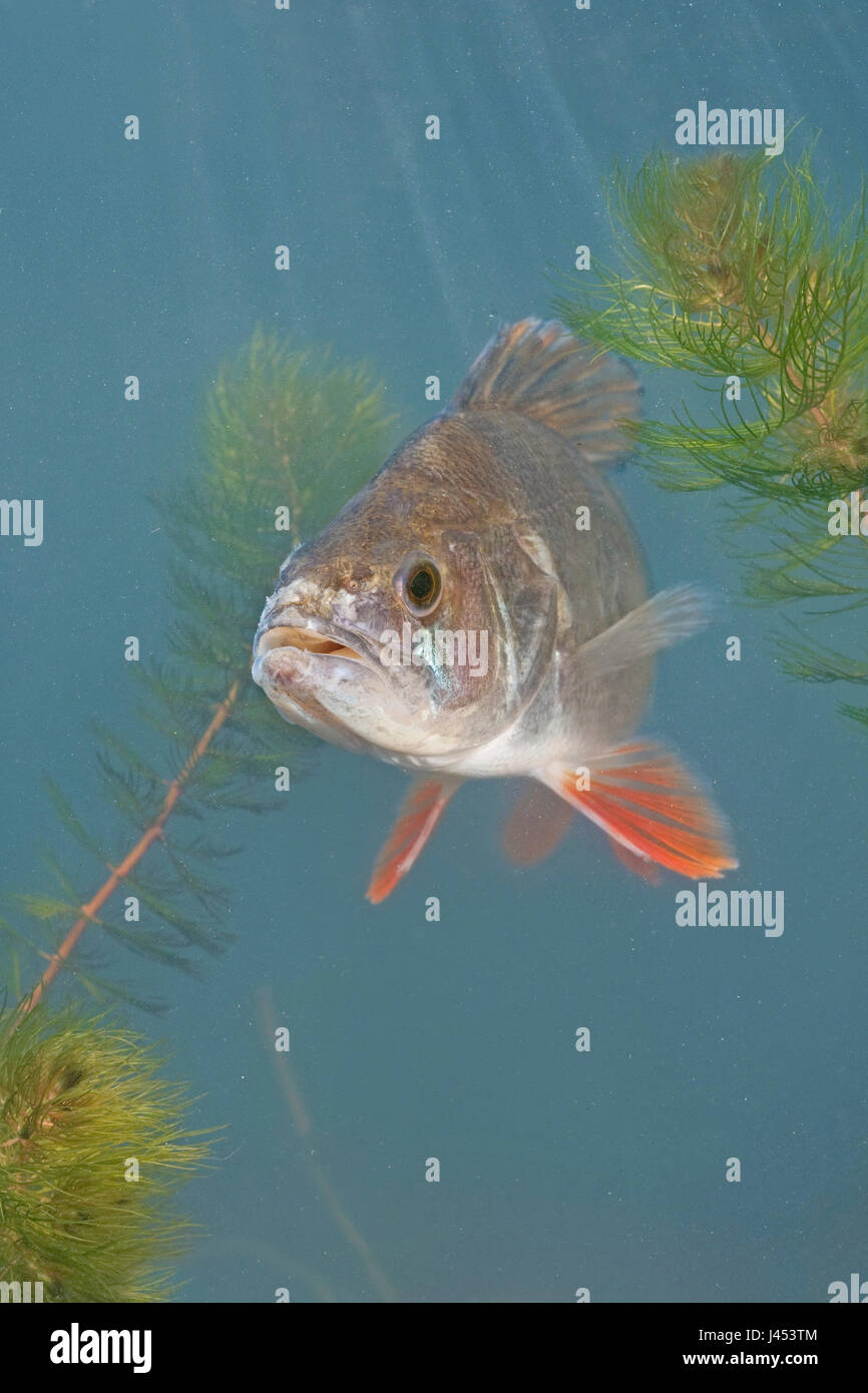 Foto di un nuoto pesce persico tra acqua piante contro uno sfondo blu Foto Stock