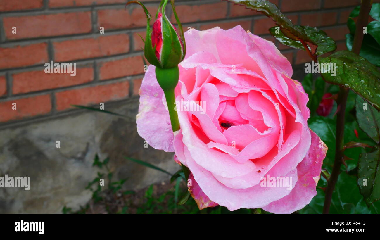 Colore rosa è aumentato Foto Stock