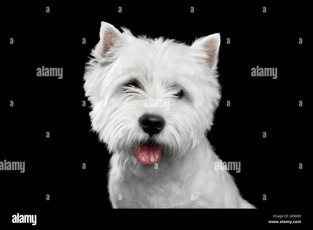 Ritratto di West Highland White Terrier isolati su sfondo nero Foto Stock