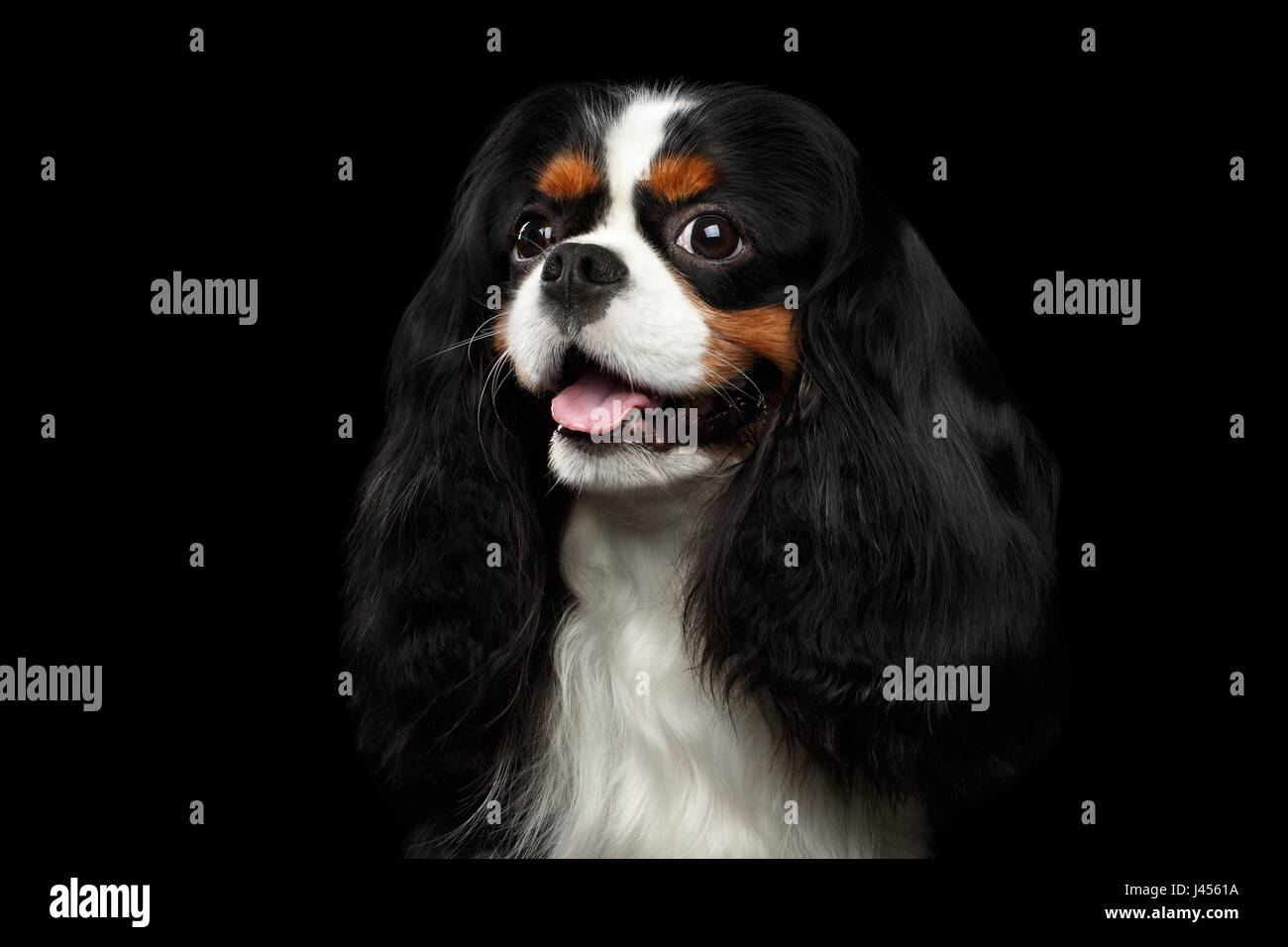 Ritratto del Cavalier King Charles Spaniel cane isolato su sfondo nero Foto Stock