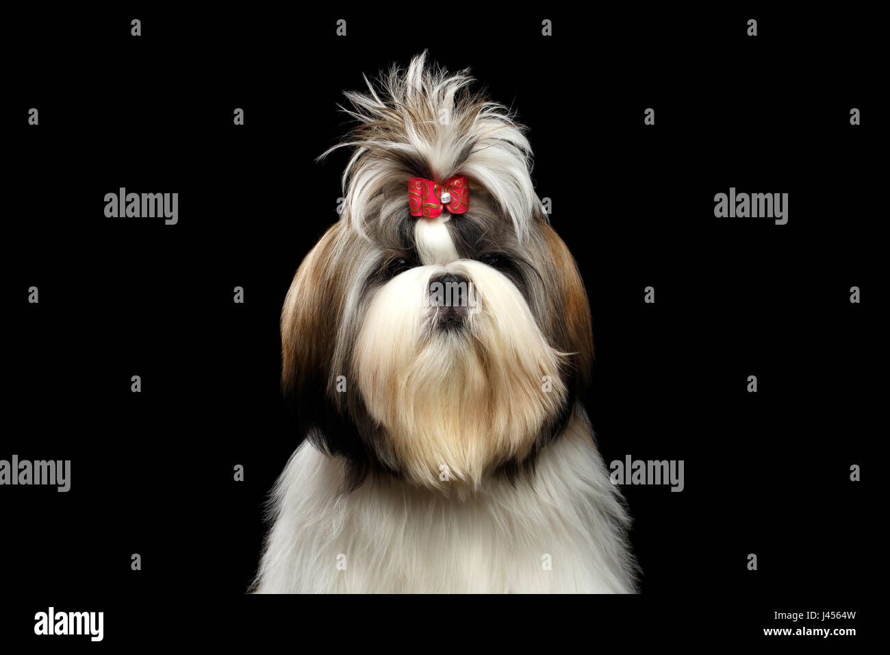 Ritratto di Shih tzu Foto Stock