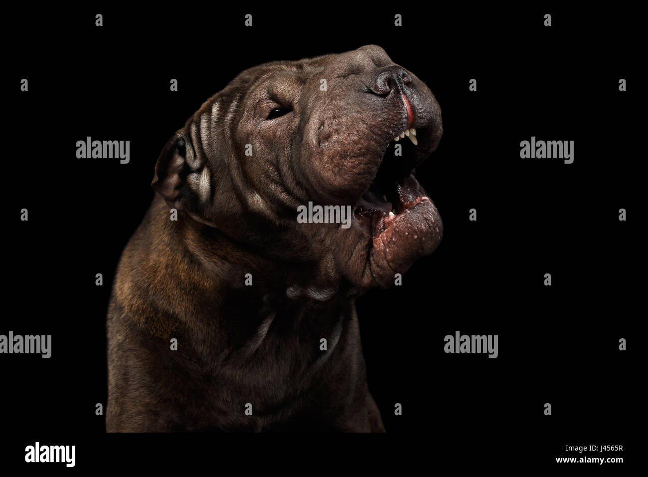 Cane Sharpei isolati su sfondo nero Foto Stock