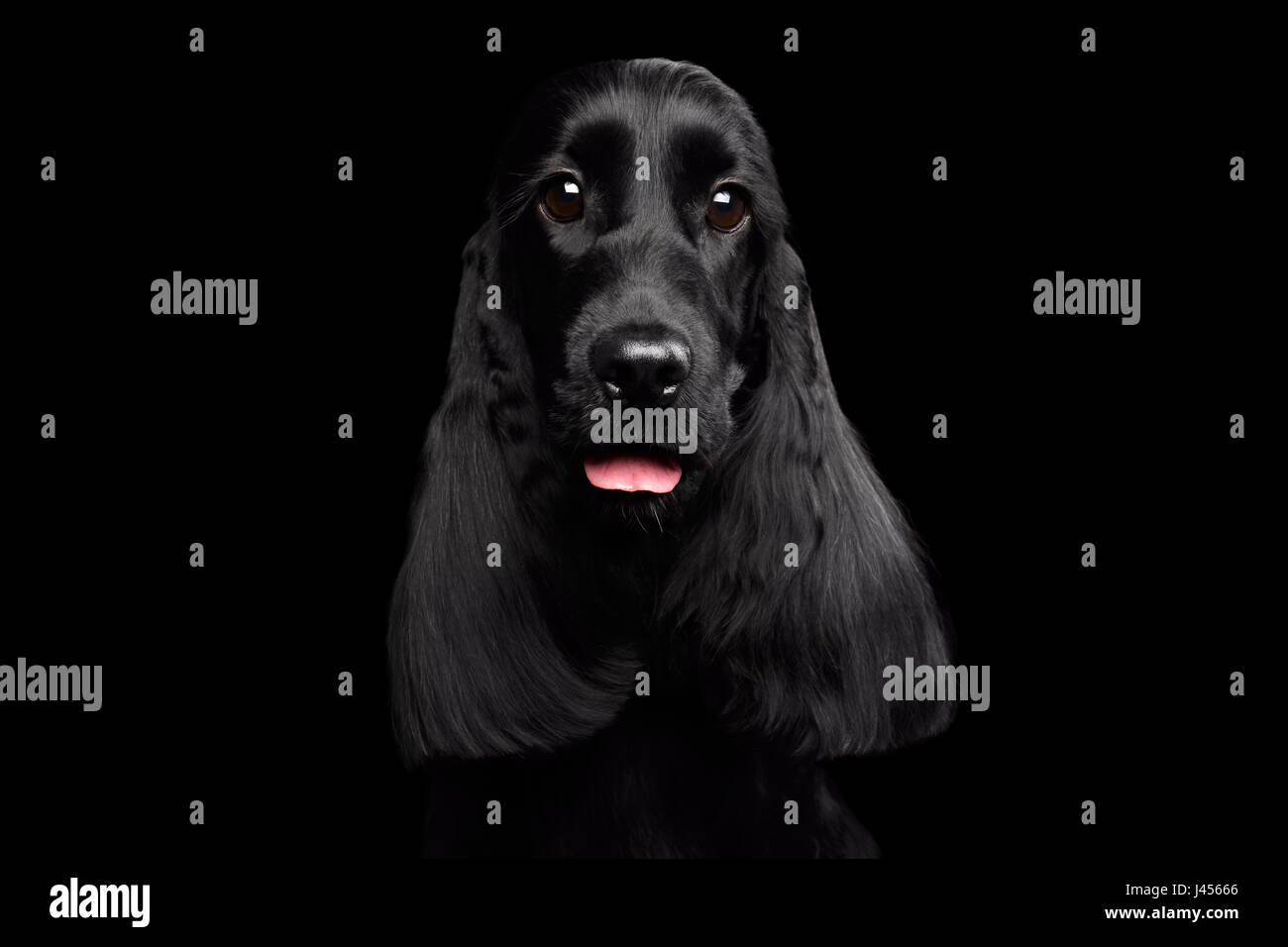 Close-up ritratto di cane inglese cocker spaniel razza isolato su sfondo nero Foto Stock